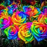 rose multi colori
